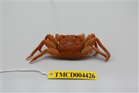 藏品(鱗形斜紋蟹)的圖片